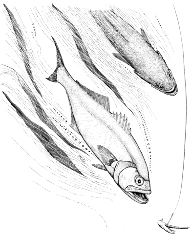 Bluefish Fishing Coloring Page